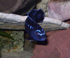 Melanochromis johannii