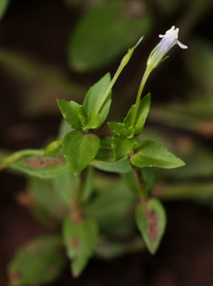 Lindernia parviflora