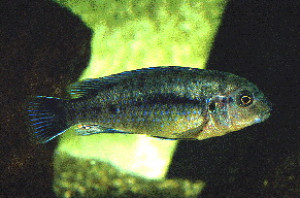 Labidochromis mbenjii