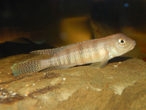 Lamprologus tigripictilis