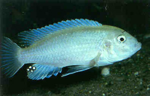 Labidochromis mylodon