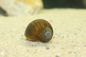 Lanistes lybicus