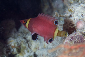 Wetmorella  nigropinnata