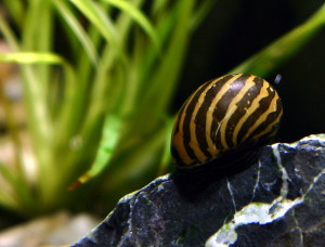 Neritina natalensis