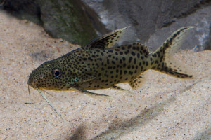 Synodontis njassae