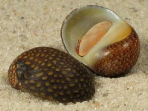 Neritina punctulata