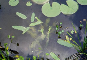 Nuphar sagittifolia