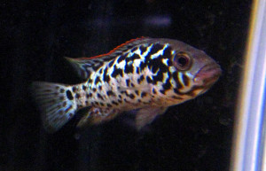 Nandopsis tetracanthus