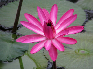 Nymphaea rubra