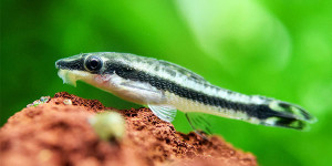 Otocinclus xakriaba