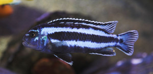 Melanochromis melanopterus