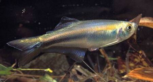 Mimagoniates microlepis