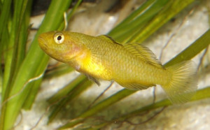 Mugilogobius rexi