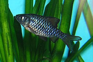 Puntius morehensis