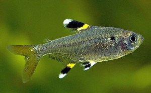 Pristella maxillaris