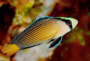 Manonichthys splendens