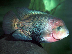 Vieja melanura