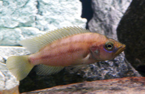 Neolamprologus prochilus