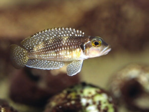 Neolamprologus stappersii