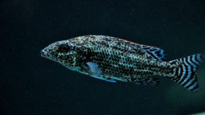 Nimbochromis linni