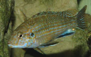 Labidochromis maculicauda