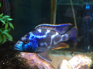 Nimbochromis livingstonii