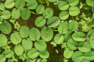 Salvinia minima