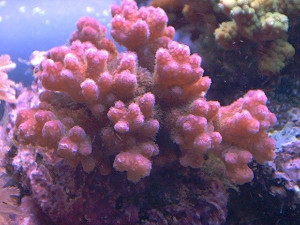 Pocillopora verrucosa