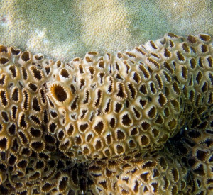 Palythoa tuberculosa