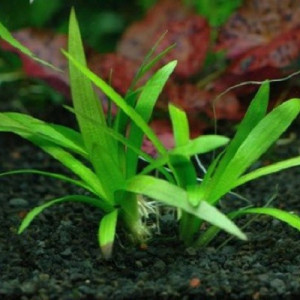 Sagittaria platyphylla