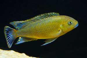 Pseudotropheus williamsi