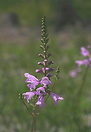Physostegia purpurea