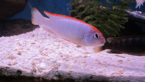 Pseudotropheus perspicax