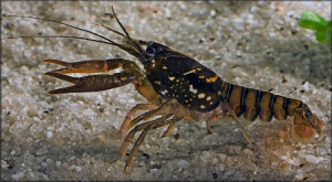 Procambarus pictus