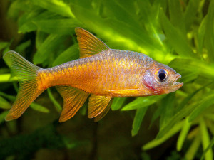 Rasbora vaterifloris