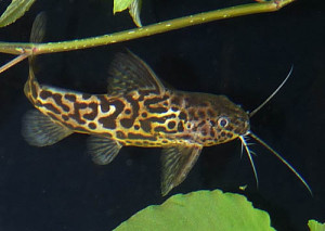 Synodontis schoutedeni