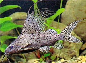 Synodontis velifer