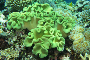 Sarcophyton trocheliophorum
