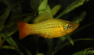 Xiphophorus variatus