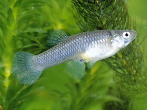 Gambusia affinis