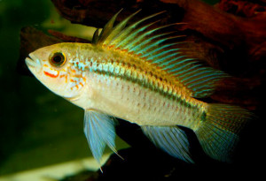 Apistogramma eremnopyge