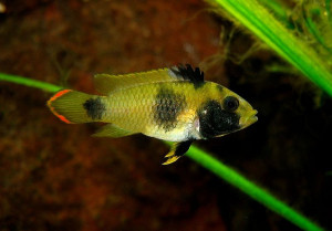 Apistogramma angayuara