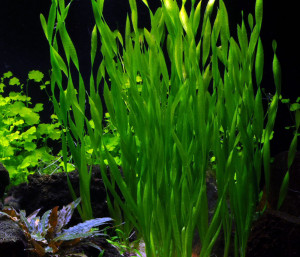 Vallisneria asiatica