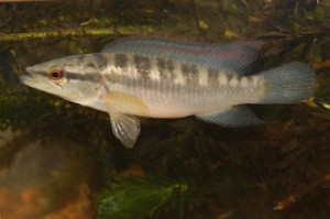 Crenicichla  alta