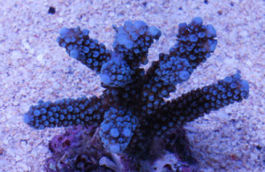 Acropora pulchra