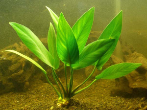 Anubias hastifolia