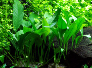 Anubias afzelii