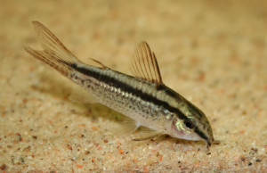 Corydoras gracilis