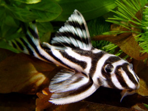 Hypancistrus zebra