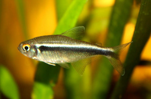 Hyphessobrycon herbertaxelrodi